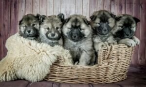 Factors to Consider When Looking for the Best Golden Retriever Puppy Seller